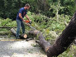 Best Tree and Shrub Care  in Mount Hope, NJ