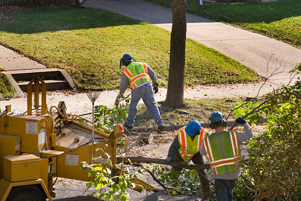 Mount Hope, NJ  Tree Services Company