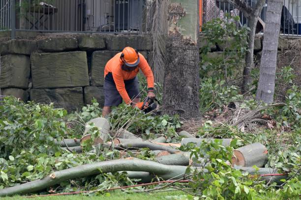 Best Stump Grinding and Removal  in Mount Hope, NJ